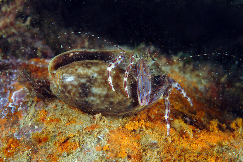 Pagurus anachoretus